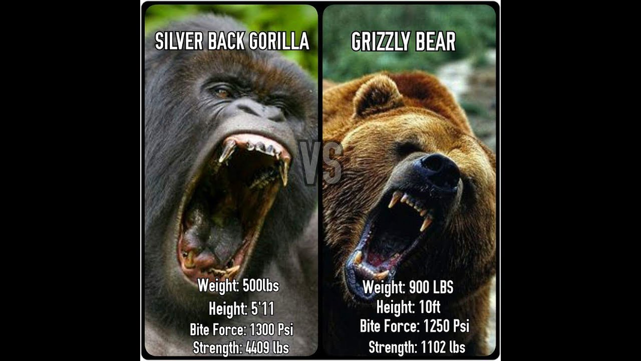 who would win a grizzly bear or silverback gorilla