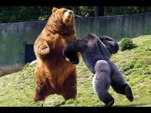 silverback gorilla strength vs bear